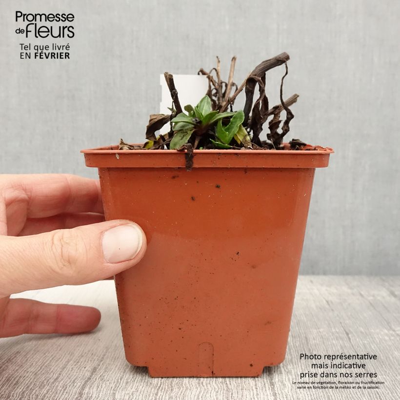 Amostra de Helénio Short'n'Sassy Vaso de 1 L/1,5 L tal como entregue no inverno