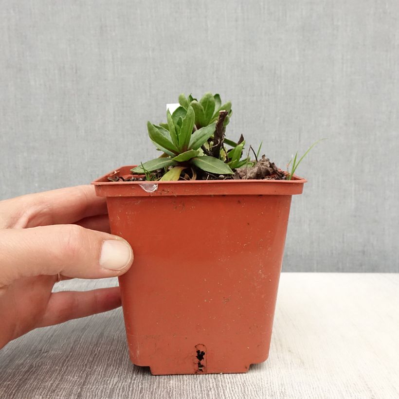 Amostra de Helénio Short'n'Sassy Vaso de 1 L/1,5 L tal como entregue na primavera