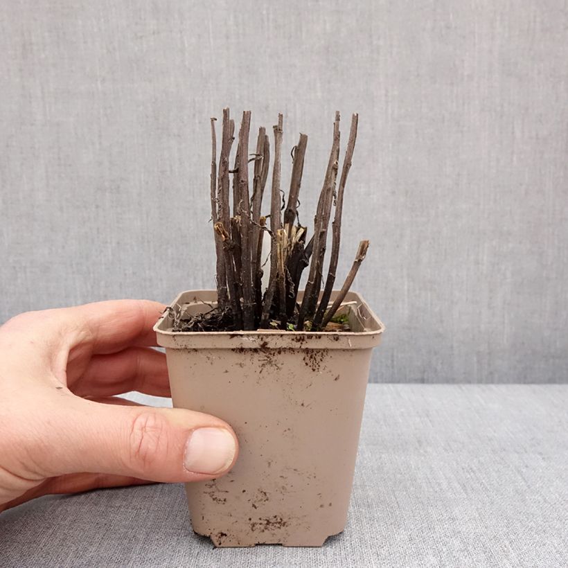 Amostra de Helénio Strawberry Sundae Vaso de 8/9 cm tal como entregue no inverno