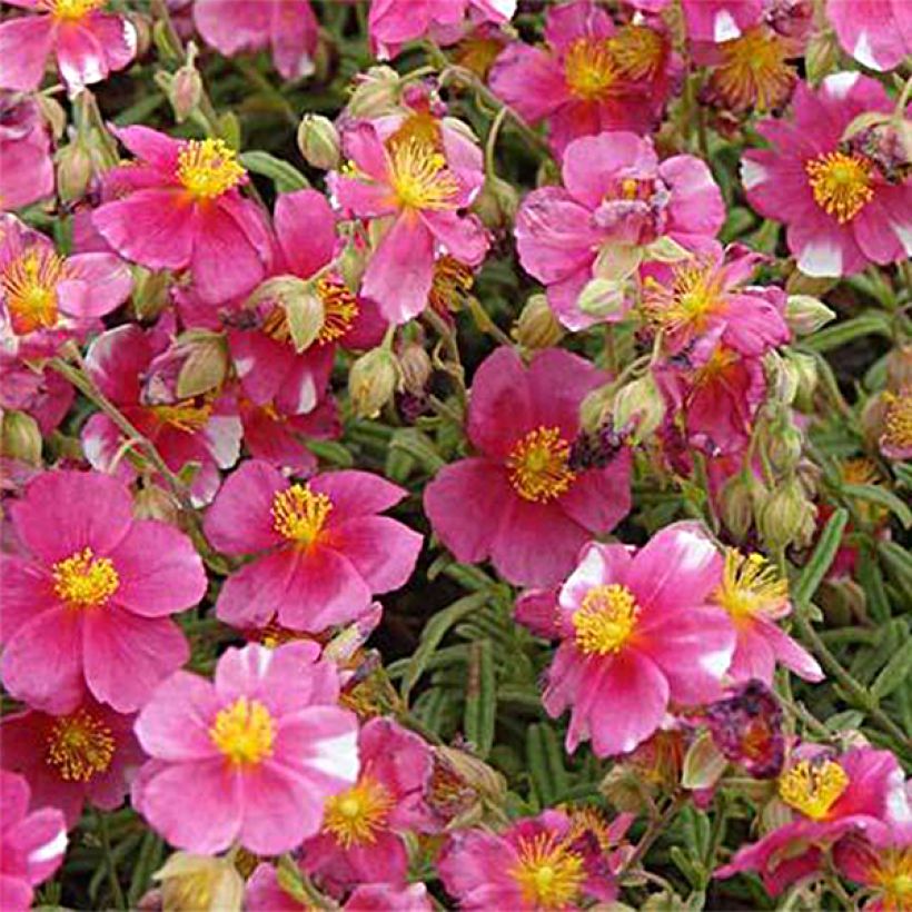 Helianthemum Raspberry Ripple (Floração)