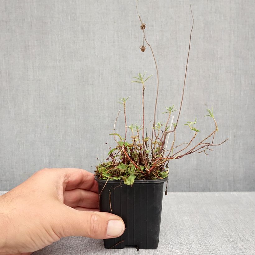 Amostra de Helianthemum apenninum Vaso de 8/9 cm tal como entregue no outono