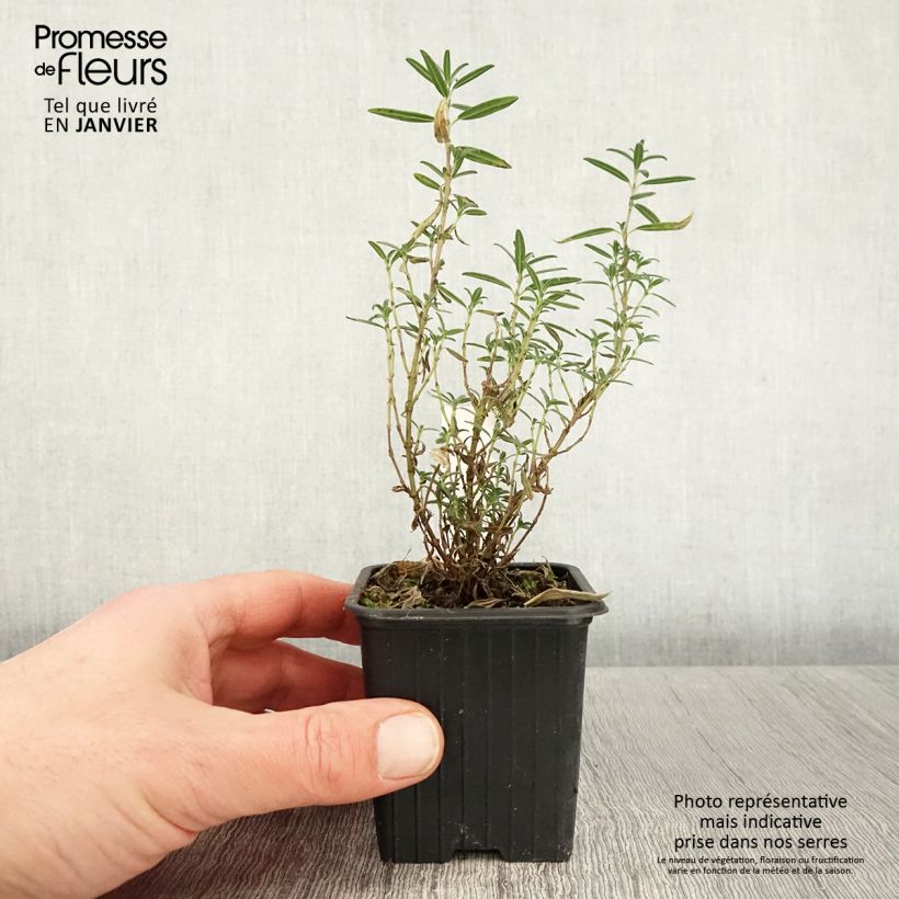 Amostra de Helianthemum apeninnum - Hélianthème des Apennins  Vaso de 8/9 cm tal como entregue no inverno