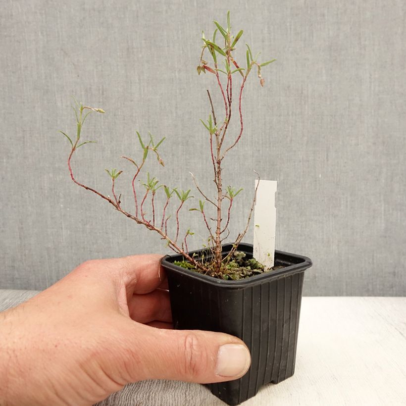 Amostra de Helianthemum apenninum Vaso de 8/9 cm tal como entregue na primavera