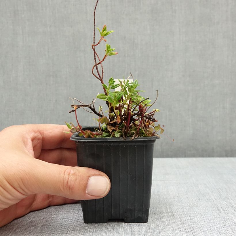 Amostra de Helianthemum Ben Alder Vaso de 8/9 cm tal como entregue no verão