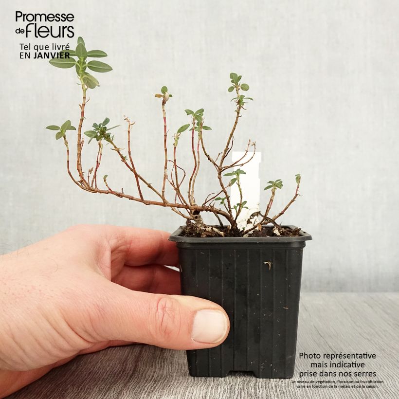 Amostra de Helianthemum Ben Alder - Hélianthème orange à coeur rouge Vaso de 8/9 cm tal como entregue no inverno