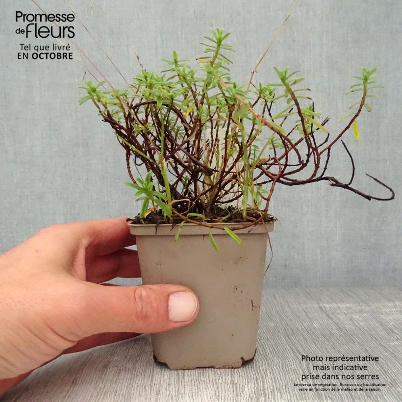 Amostra de Helianthemum Ben Fhada Vaso de 7/8 cm tal como entregue no outono