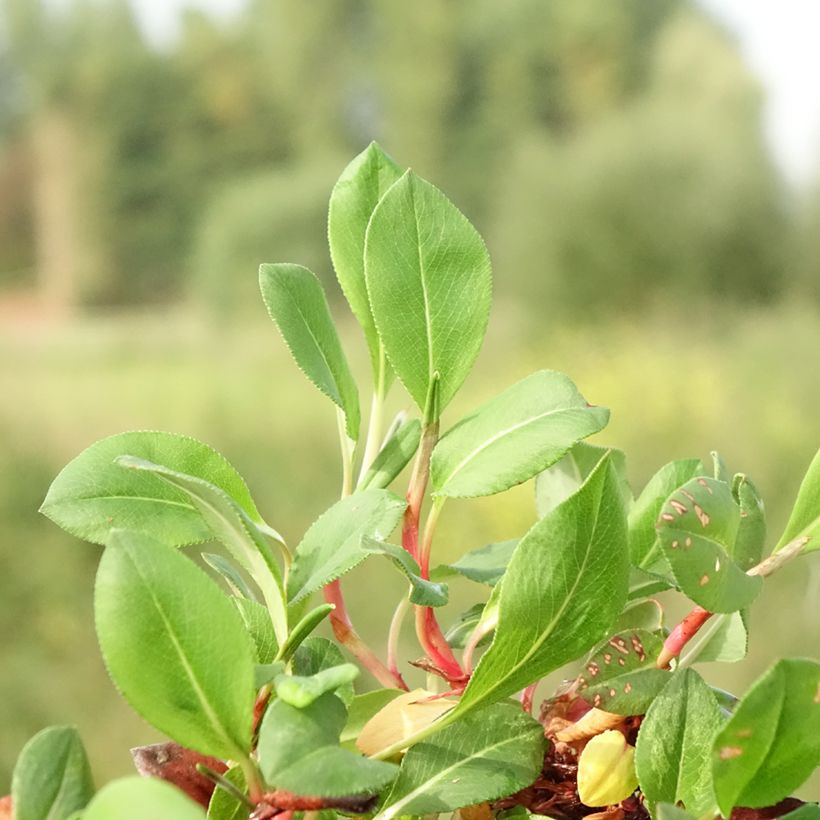 Helianthemum Bronzeteppich (Folhagem)