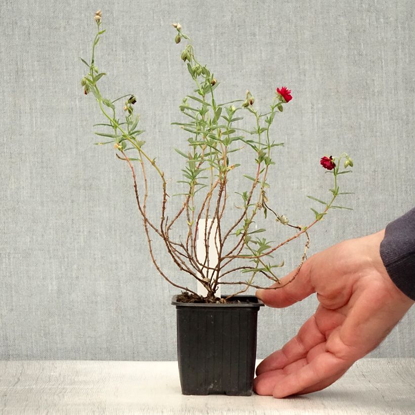 Amostra de Helianthemum Cerise Queen Vaso de 8/9 cm tal como entregue no verão