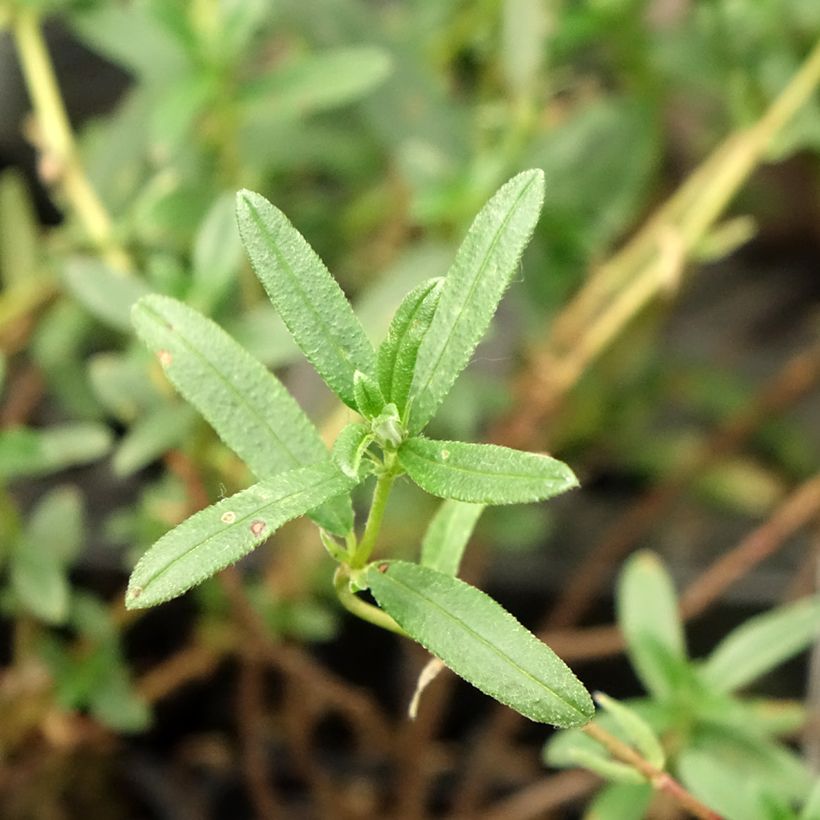 Helianthemum Cerise Queen (Folhagem)