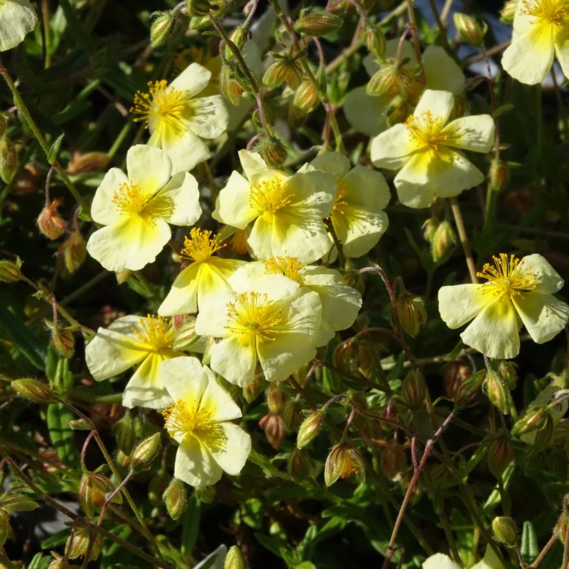 Helianthemum Elfenbeinglanz (Floração)