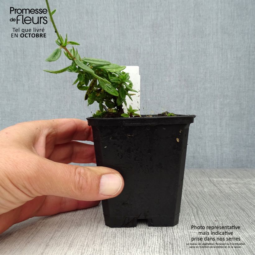 Amostra de Helianthemum Elfenbeinglanz Vaso de 8/9 cm tal como entregue no outono