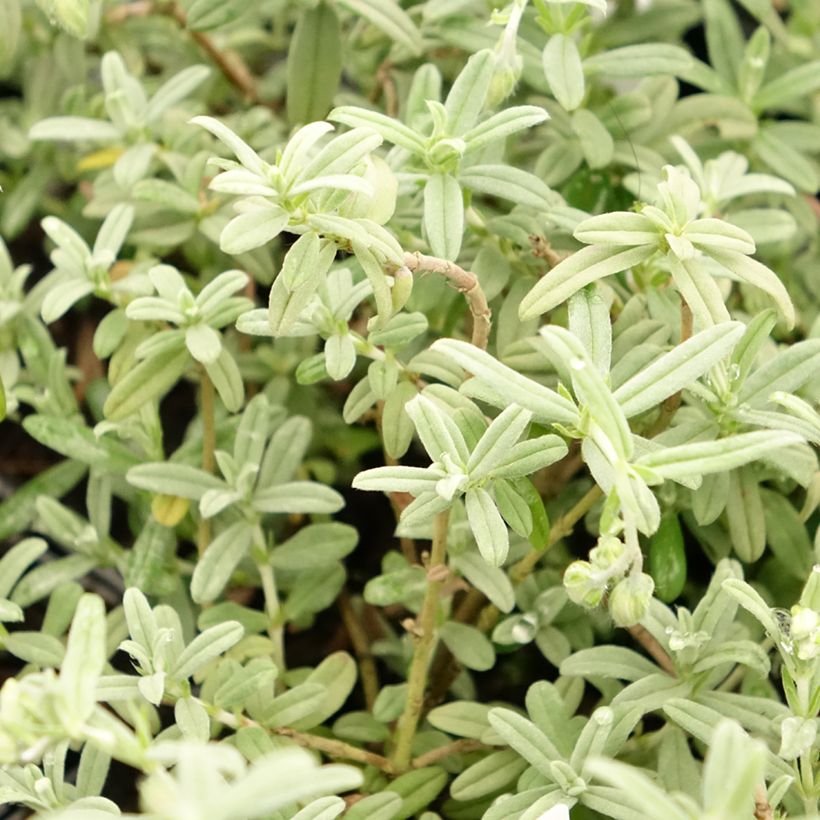 Helianthemum Fire Dragon (Folhagem)