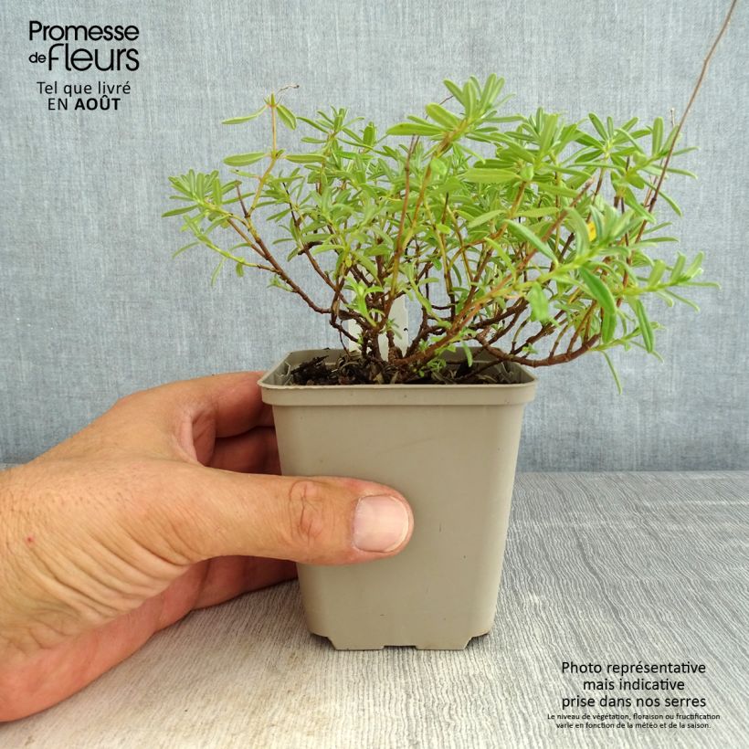 Amostra de Helianthemum Golden Queen Vaso de 8/9 cm tal como entregue no verão