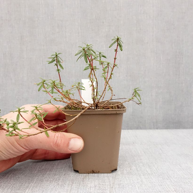 Amostra de Helianthemum Golden Queen Vaso de 8/9 cm tal como entregue no inverno