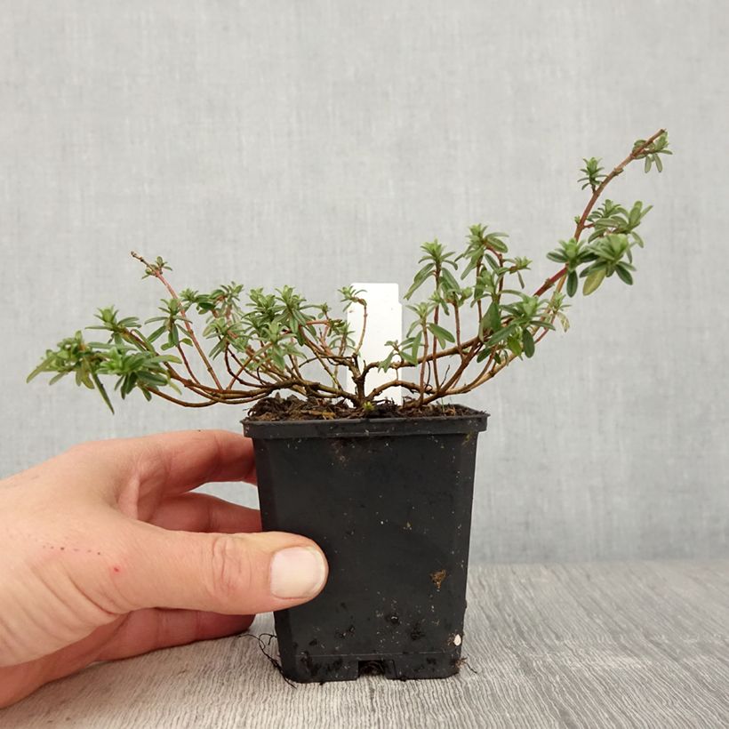 Amostra de Helianthemum Golden Queen Vaso de 8/9 cm tal como entregue na primavera