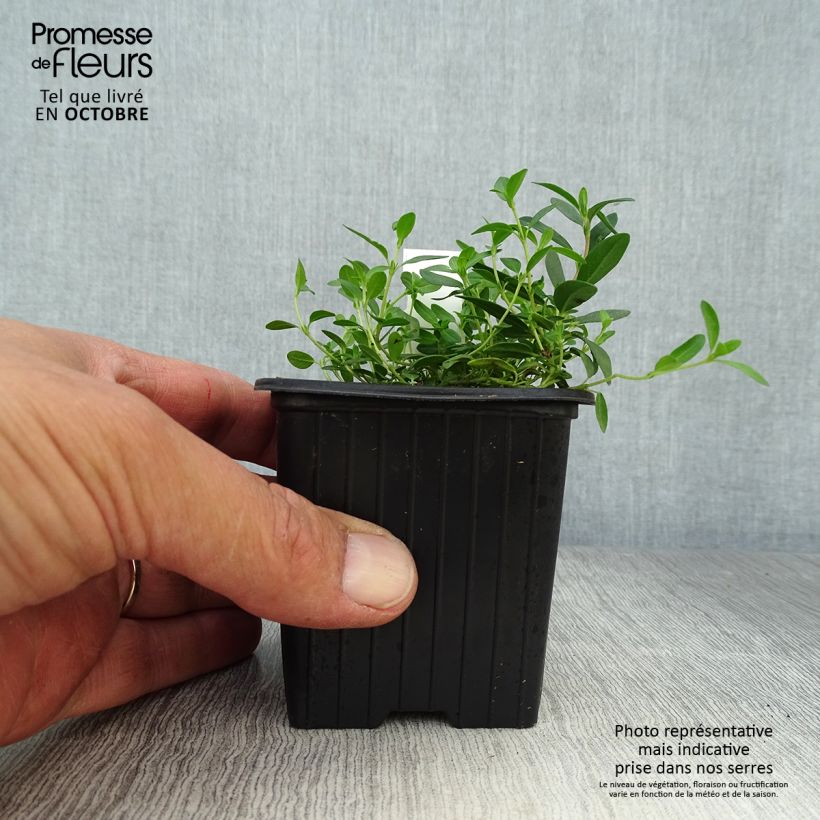 Amostra de Helianthemum nummularium Vaso de 8/9 cm tal como entregue no outono