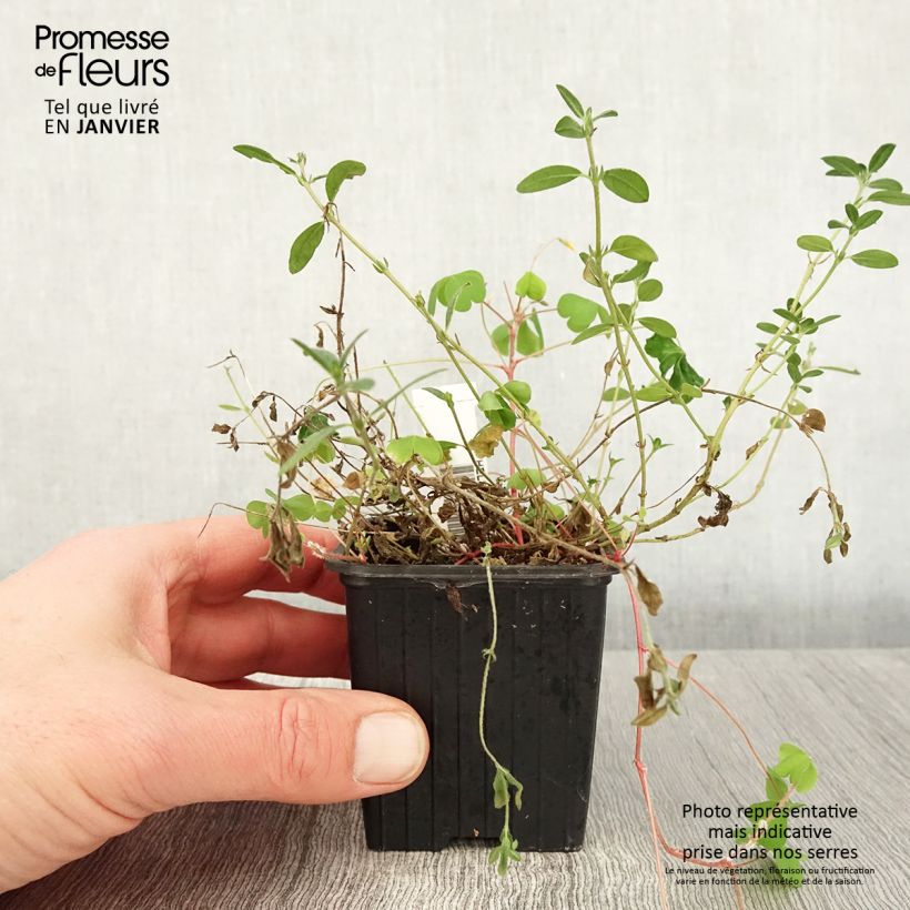 Amostra de Helianthemum nummularium - Hélianthème commun Vaso de 8/9 cm tal como entregue no inverno