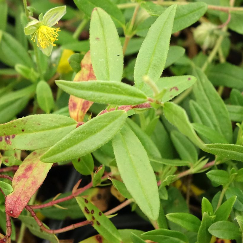 Helianthemum nummularium (Folhagem)