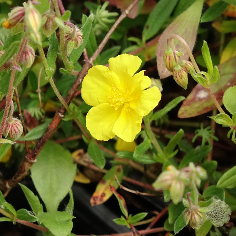 Helianthemum nummularium (Floração)