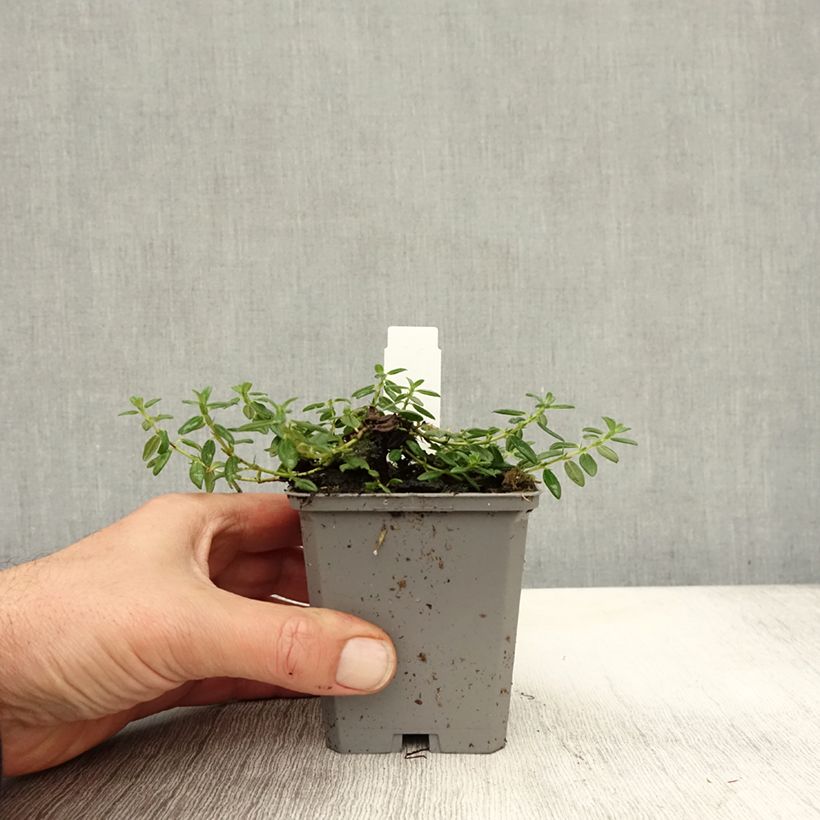 Amostra de Helianthemum Orange Double Vaso de 8/9 cm tal como entregue no outono