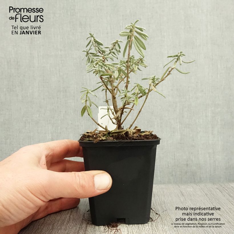 Amostra de Helianthemum Rhodanthe Carneum - Hélianthème rose pastel. Vaso de 8/9 cm tal como entregue no inverno