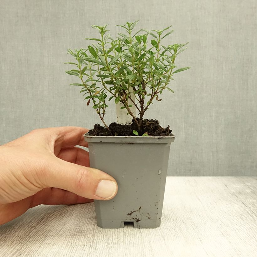 Amostra de Helianthemum Sulphureum Plenum Vaso de 8/9 cm tal como entregue no outono
