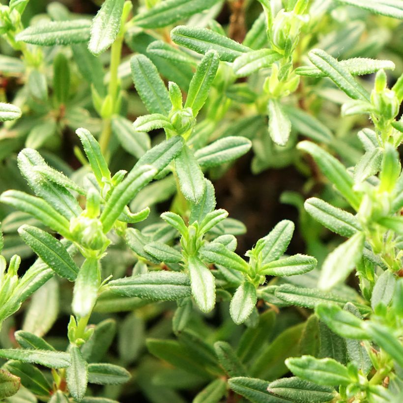 Helianthemum Sulphureum Plenum (Folhagem)