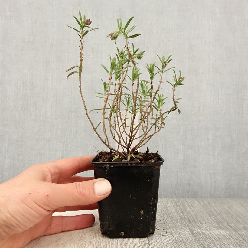 Amostra de Helianthemum Suprême Vaso de 8/9 cm tal como entregue na primavera