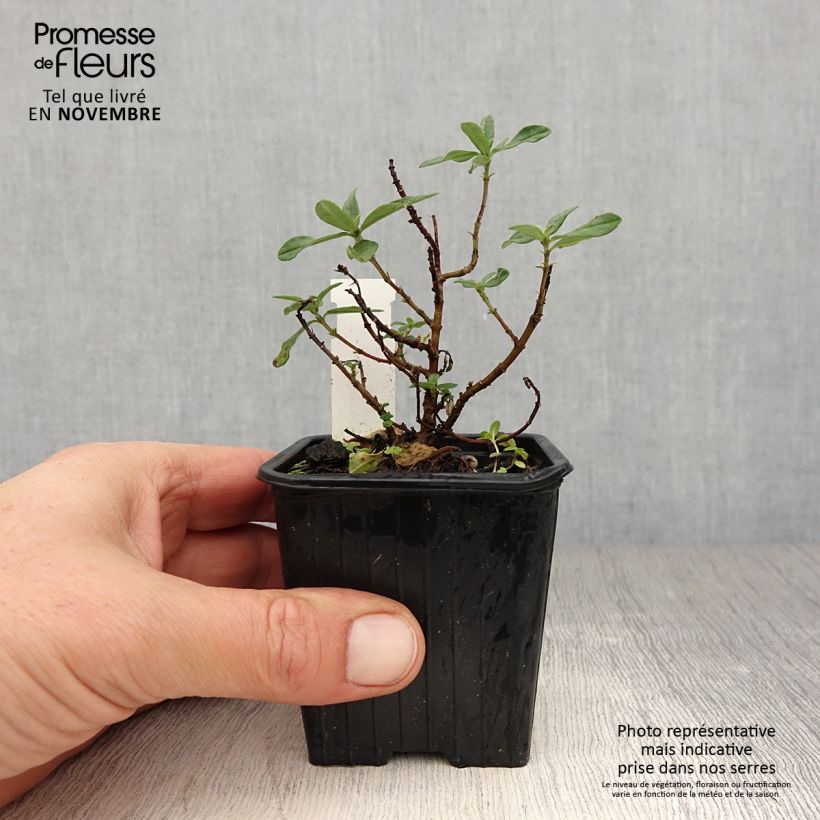 Amostra de Helianthemum Tomato Red Vaso de 8/9 cm tal como entregue no outono