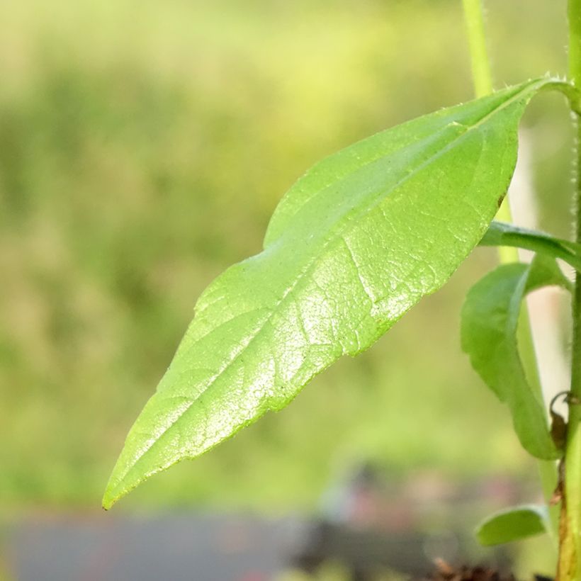 Girassol-escrofoliado - Helianthus strumosus (Folhagem)