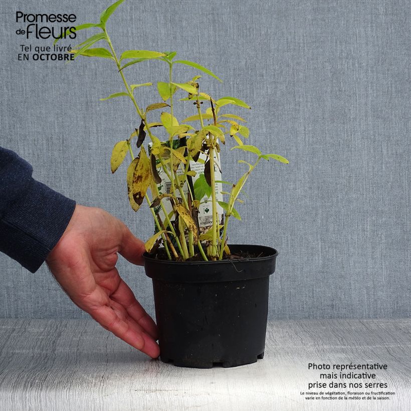 Amostra de Girassol-escrofoliado - Helianthus strumosus Vaso de 1,5 L/2 L tal como entregue no outono