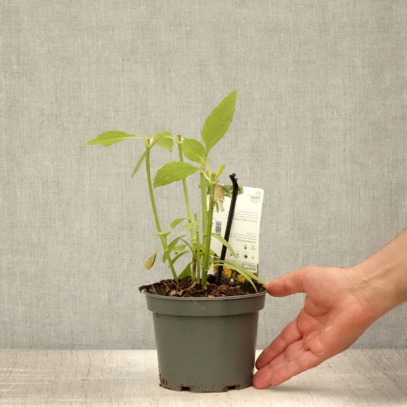 Amostra de Girassol-escrofoliado - Helianthus strumosus Vaso de 1,5 L/2 L tal como entregue no verão