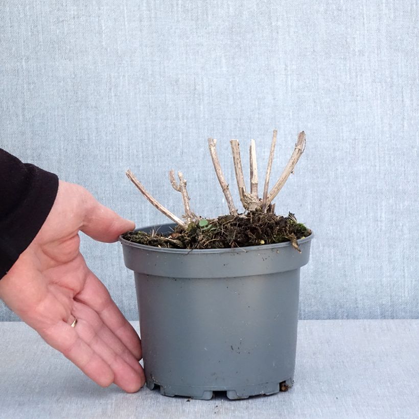 Amostra de Girassol-escrofoliado - Helianthus strumosus Vaso de 1,5 L/2 L tal como entregue na primavera