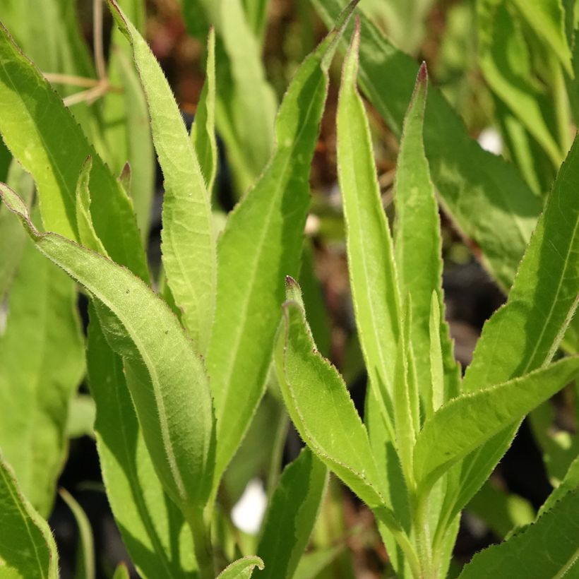 Helianthus atrorubens Monarch (Folhagem)