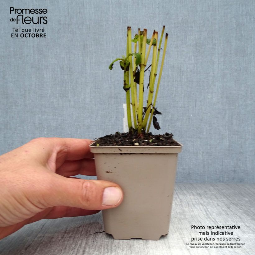 Amostra de Helianthus decapetalus Capenoch Star Vaso de 8/9 cm tal como entregue no outono