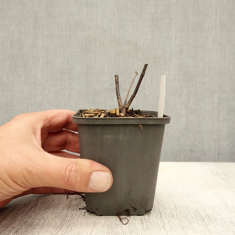 Amostra de Helianthus microcephalus Vaso de 8/9 cm tal como entregue no outono