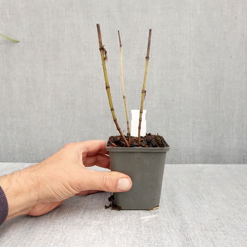 Amostra de Helianthus mollis Vaso de 8/9 cm tal como entregue no outono