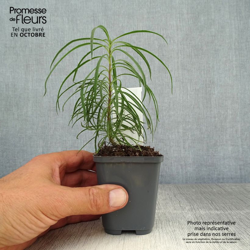 Amostra de Helianthus salicifolius Vaso de 8/9 cm tal como entregue no outono