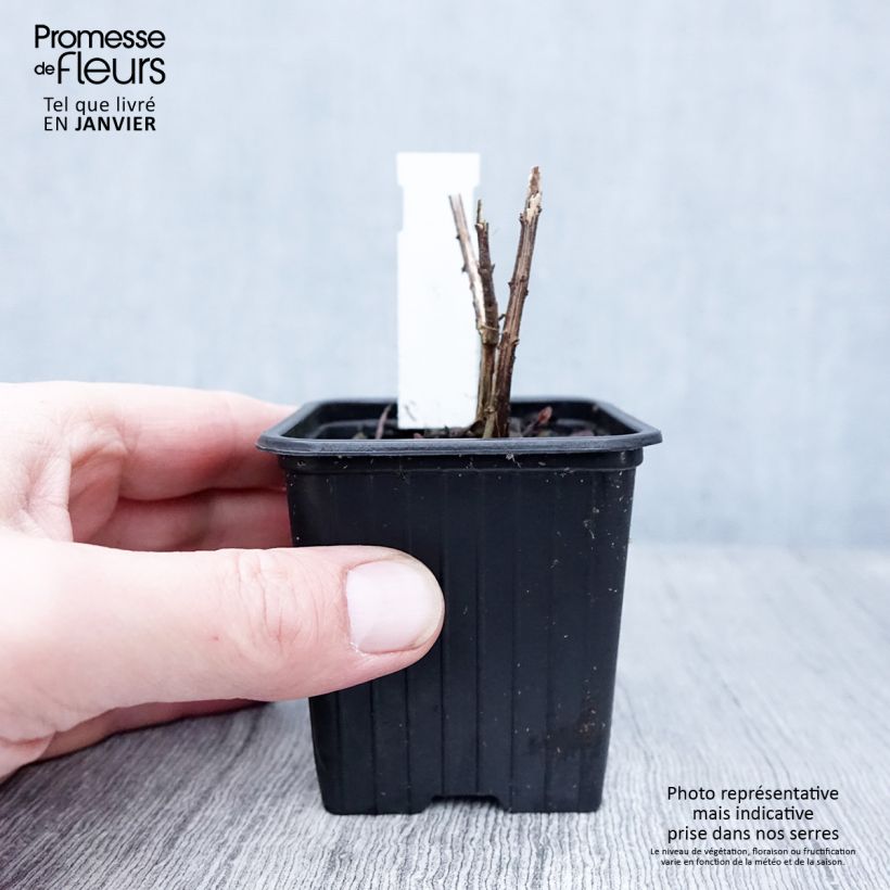 Amostra de Helianthus salicifolius Table Mountain Vaso de 8/9 cm tal como entregue no inverno