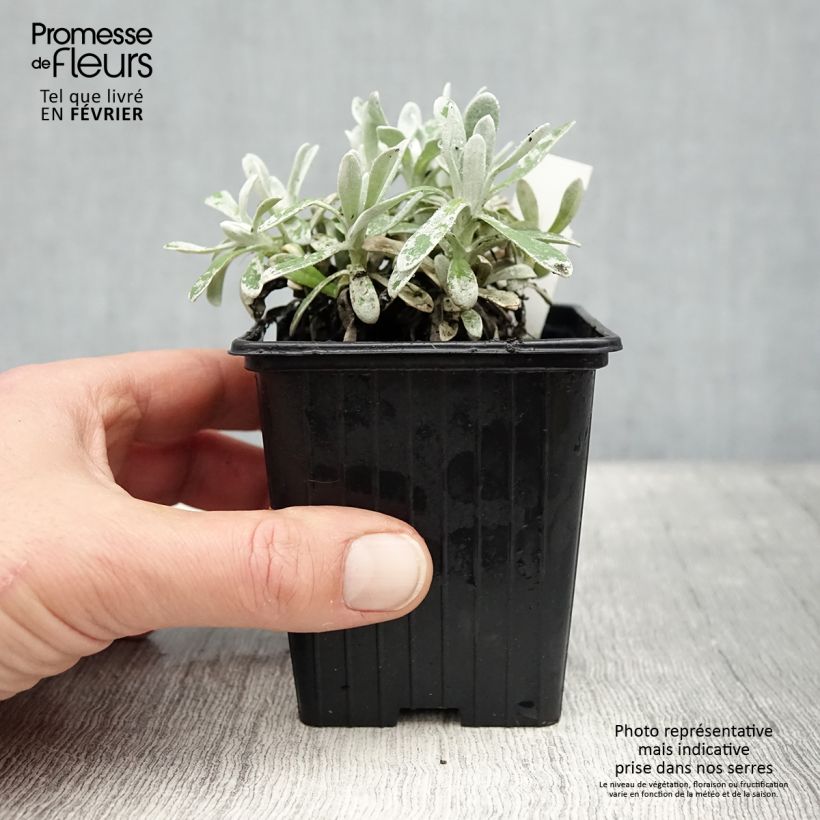 Amostra de Helichrysum amorginum Ruby Cluster Vaso de 8/9 cm tal como entregue no inverno