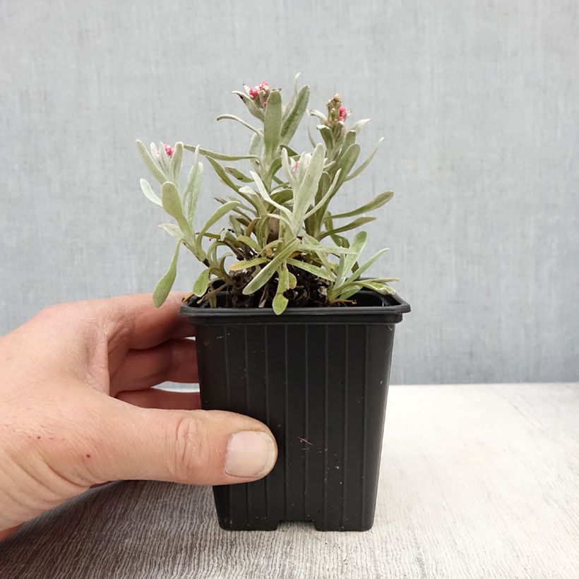 Amostra de Helichrysum amorginum Ruby Cluster Vaso de 8/9 cm tal como entregue na primavera