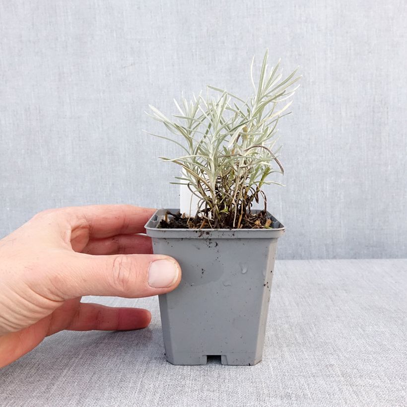 Amostra de Helichrysum angustifolium Tall Curry Vaso de 8/9 cm tal como entregue no inverno