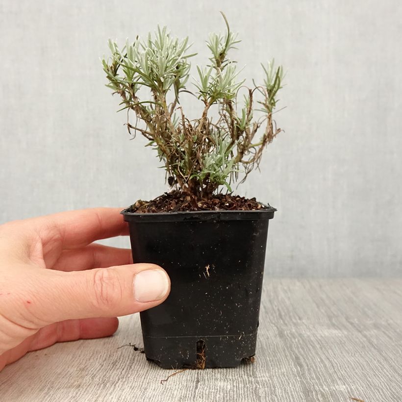 Amostra de Helichrysum angustifolium Tall Curry Vaso de 8/9 cm tal como entregue na primavera