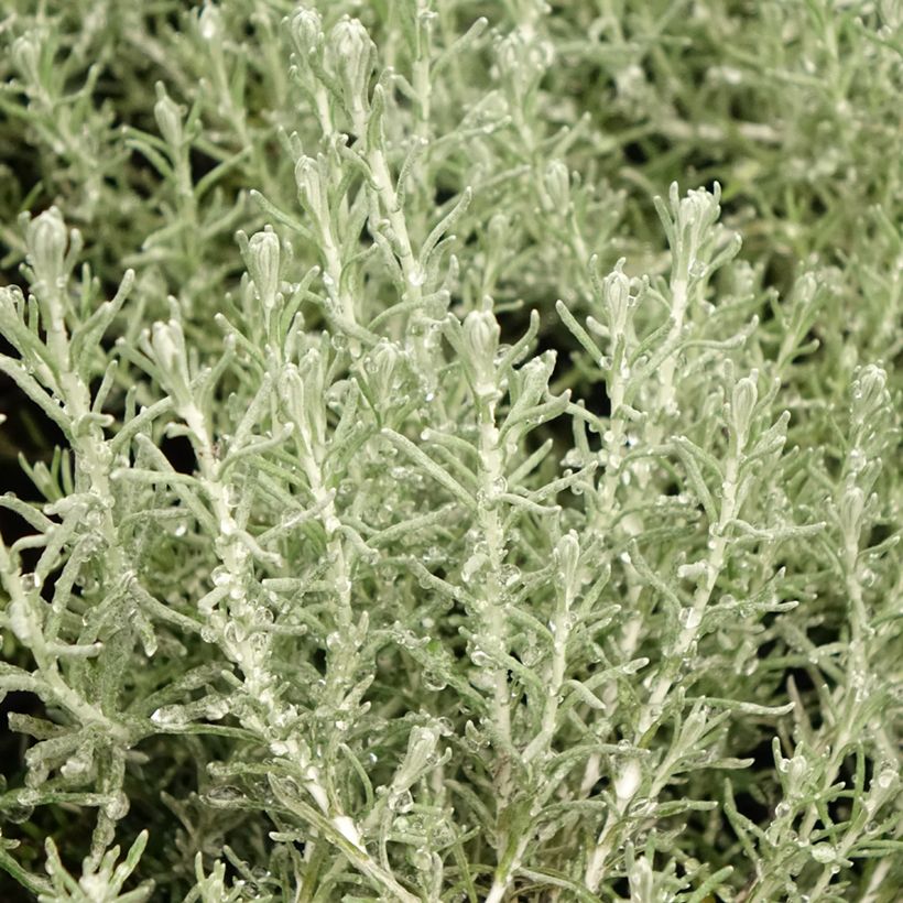 Helichrysum italicum subsp. microphyllum Aladin (Folhagem)