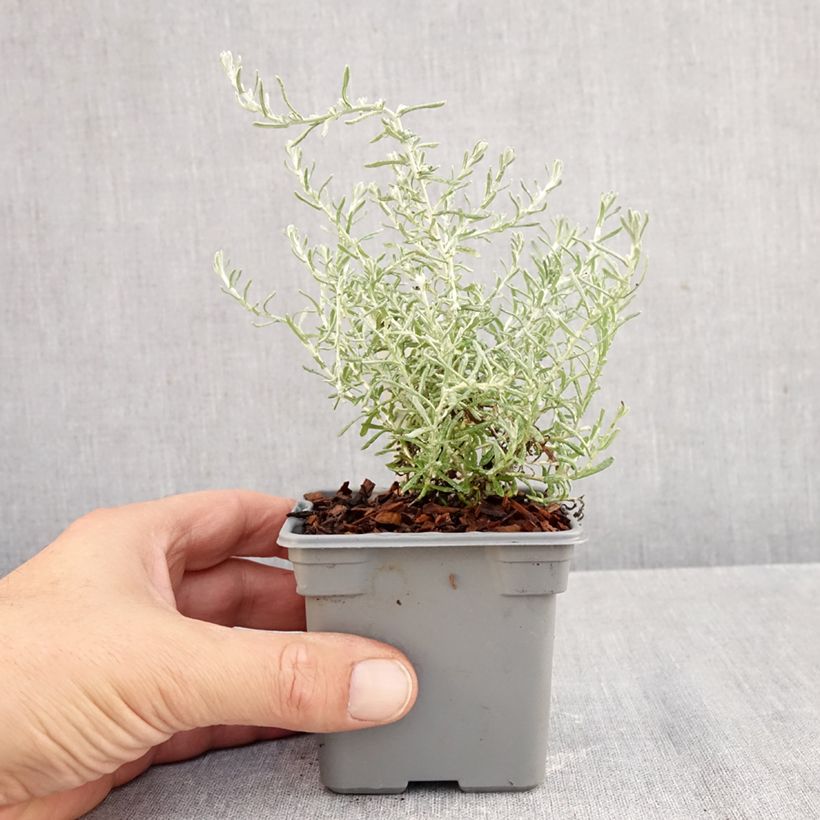 Amostra de Helichrysum italicum subsp. microphyllum Aladin Vaso de 8/9 cm tal como entregue no outono
