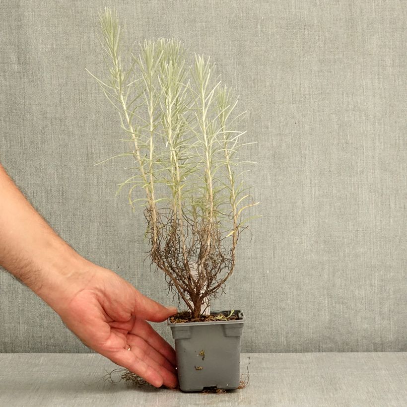 Amostra de Helichrysum italicum subsp. serotinum Vaso de 8/9 cm tal como entregue no verão