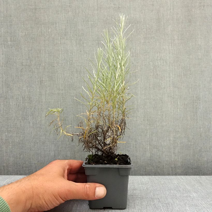 Amostra de Helichrysum italicum subsp. serotinum Vaso de 8/9 cm tal como entregue na primavera