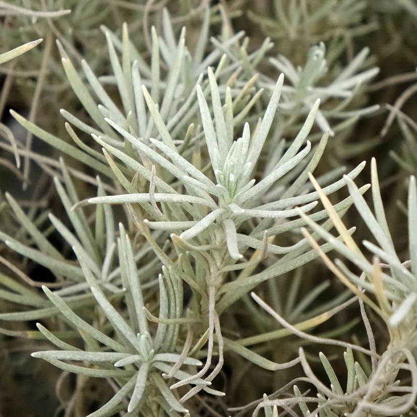Helichrysum italicum subsp. serotinum (Folhagem)