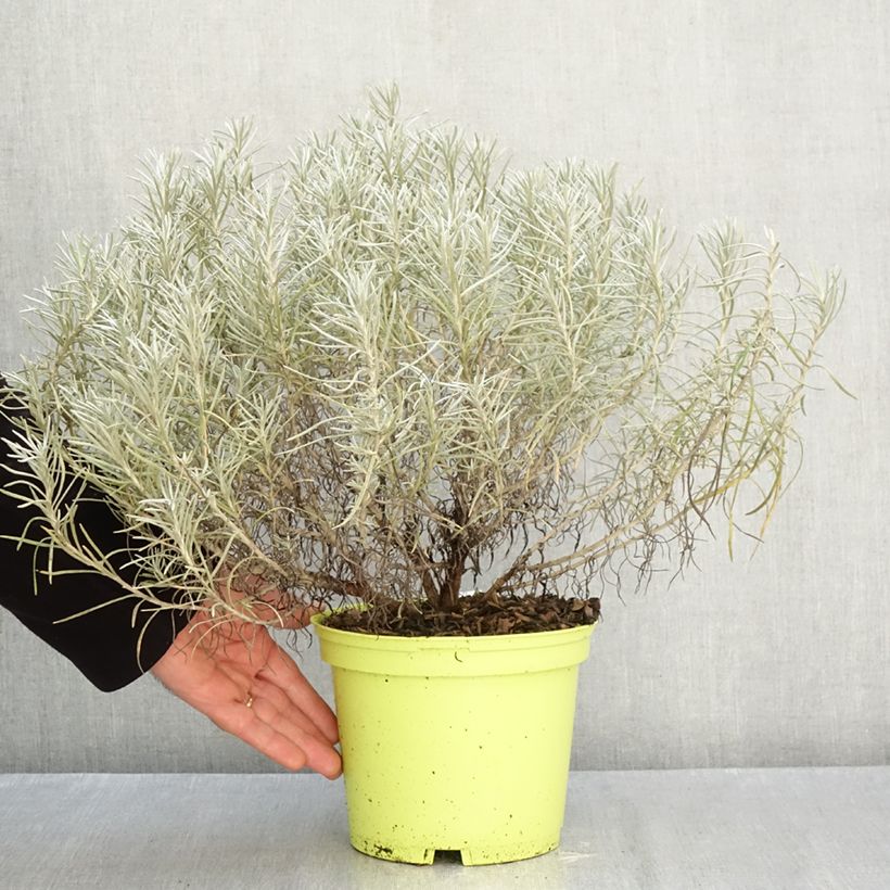 Amostra de Helichrysum italicum subsp. serotinum Vaso de 3 L/4 L tal como entregue no outono
