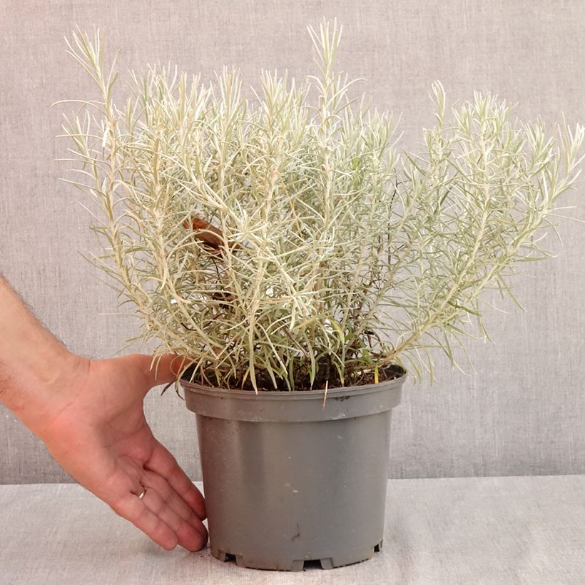 Amostra de Helichrysum italicum subsp. serotinum Vaso de 3 L/4 L tal como entregue no verão